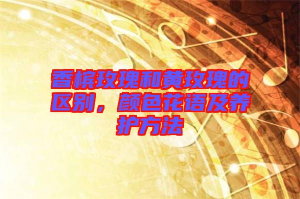 香檳玫瑰和黃玫瑰的區別，顏色花語及養護方法