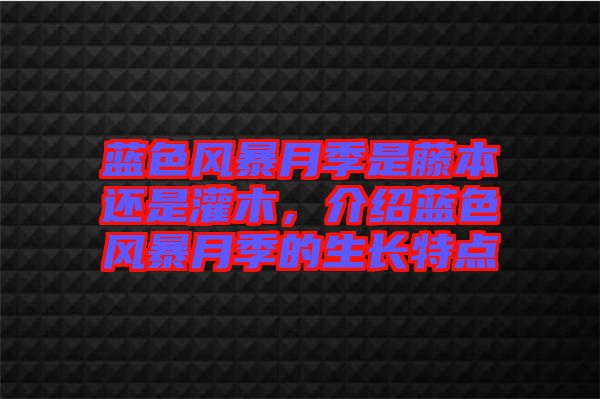 藍色風暴月季是藤本還是灌木，介紹藍色風暴月季的生長特點